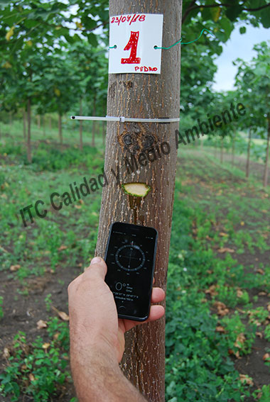 Asesoramiento en Explotación de Paulownia