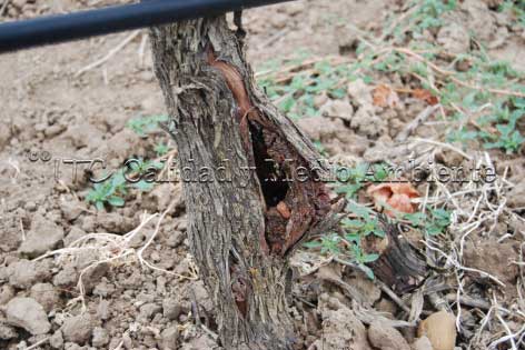 Asesoramiento para eliminar Agrobacterium en cultivos.