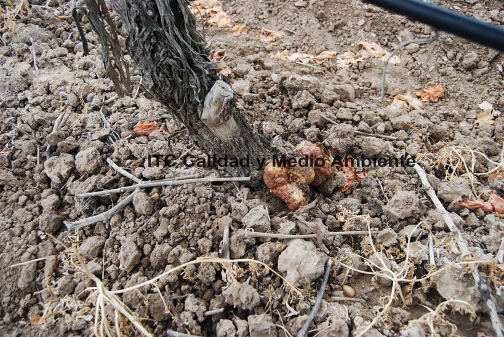 Presencia de agallas de Agrobacterium en el área de injerto. Vitis vinifera variedad Tempranillo patrón Richter 110 en espaldera.