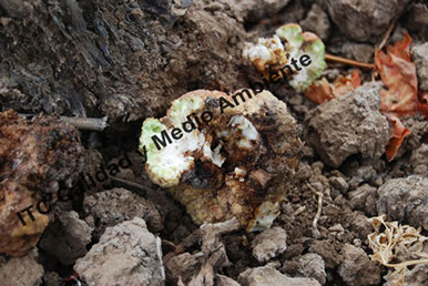 Presencia de agallas de Agrobacterium en pleno desarrollo en el área de injerto de vid. Tempranillo y Richter 110 en espaldera.