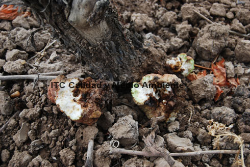 Presencia de agallas de Agrobacterium en el área de injerto. Vitis vinifera variedad Tempranillo patrón Richter 110 en espaldera.