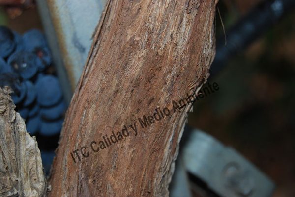 Agrobacterium - contenido restringido- - Imagen 4
