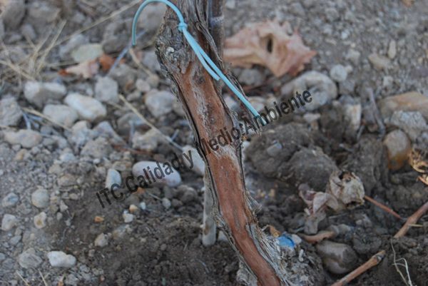 Agrobacterium - contenido restringido- - Imagen 5