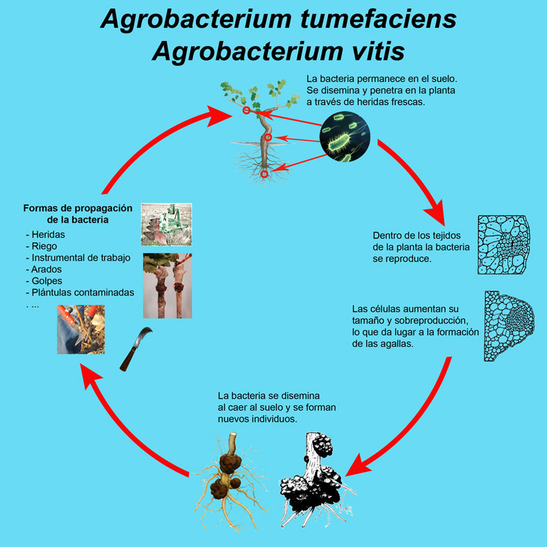 Tratamiento curativo de Agrobacterium: Ciclo de vida de Agrobacterium