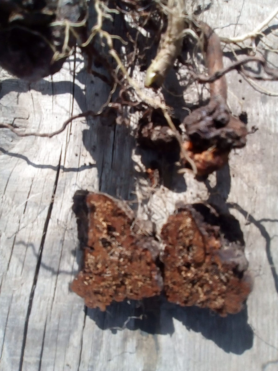 Agallas de Agrobacterium rubi en raíces de frambueso