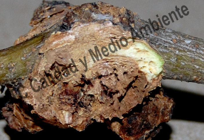 Presencia de Pseudomonas savastanoi en olivo