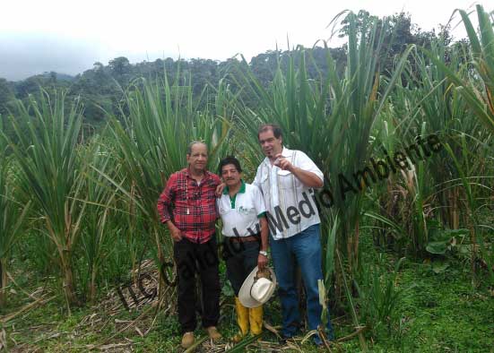 Asesoramiento internacional de ITC Calidad y Medio Ambiente en cultivo de Caña de Azúcar