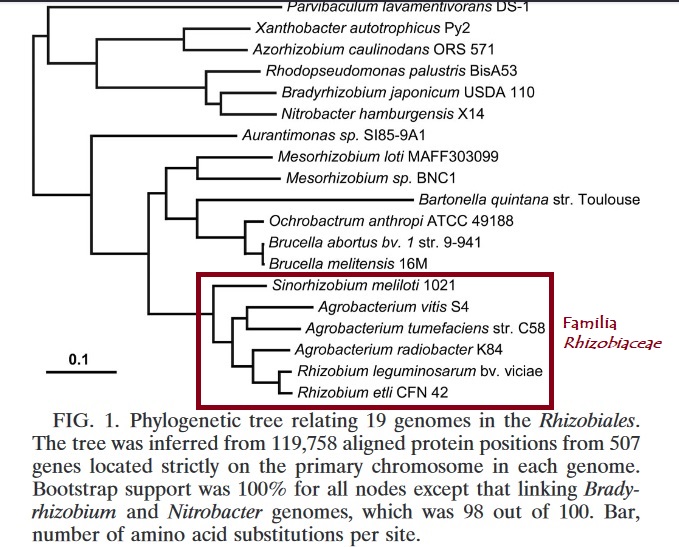 Arbol filogenético basado en la secuencia completa de 19 genomas pertenecientes al orden Rhizobiales, donde se incluyen  genomas de la familia Rhizobiaceae con 3 genomas del género Agrobacterium. Procede de Slater et al. 2009.